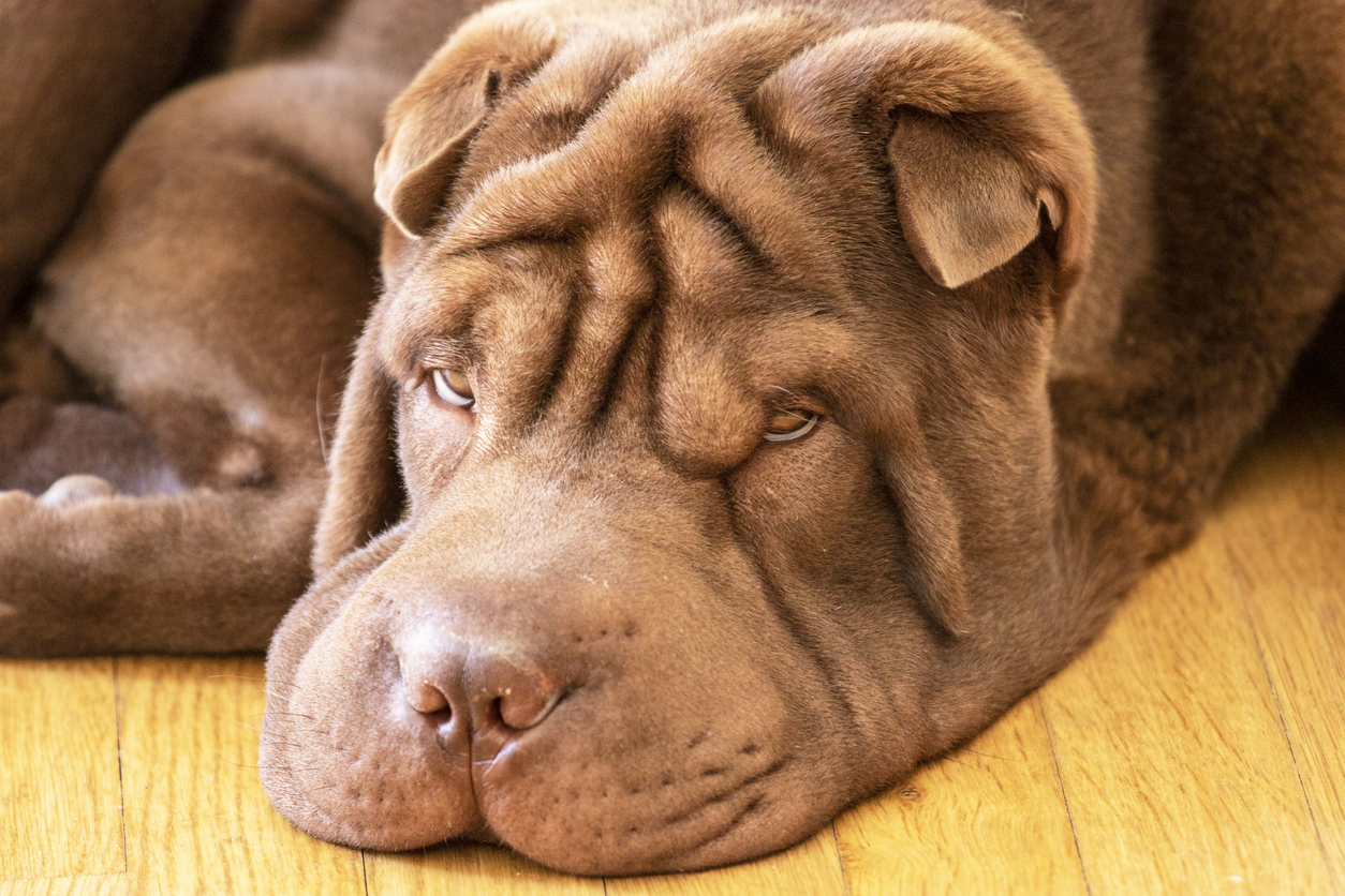 Der innere Schweinehund verhindert oft, dass wir fit bleiben im Alter