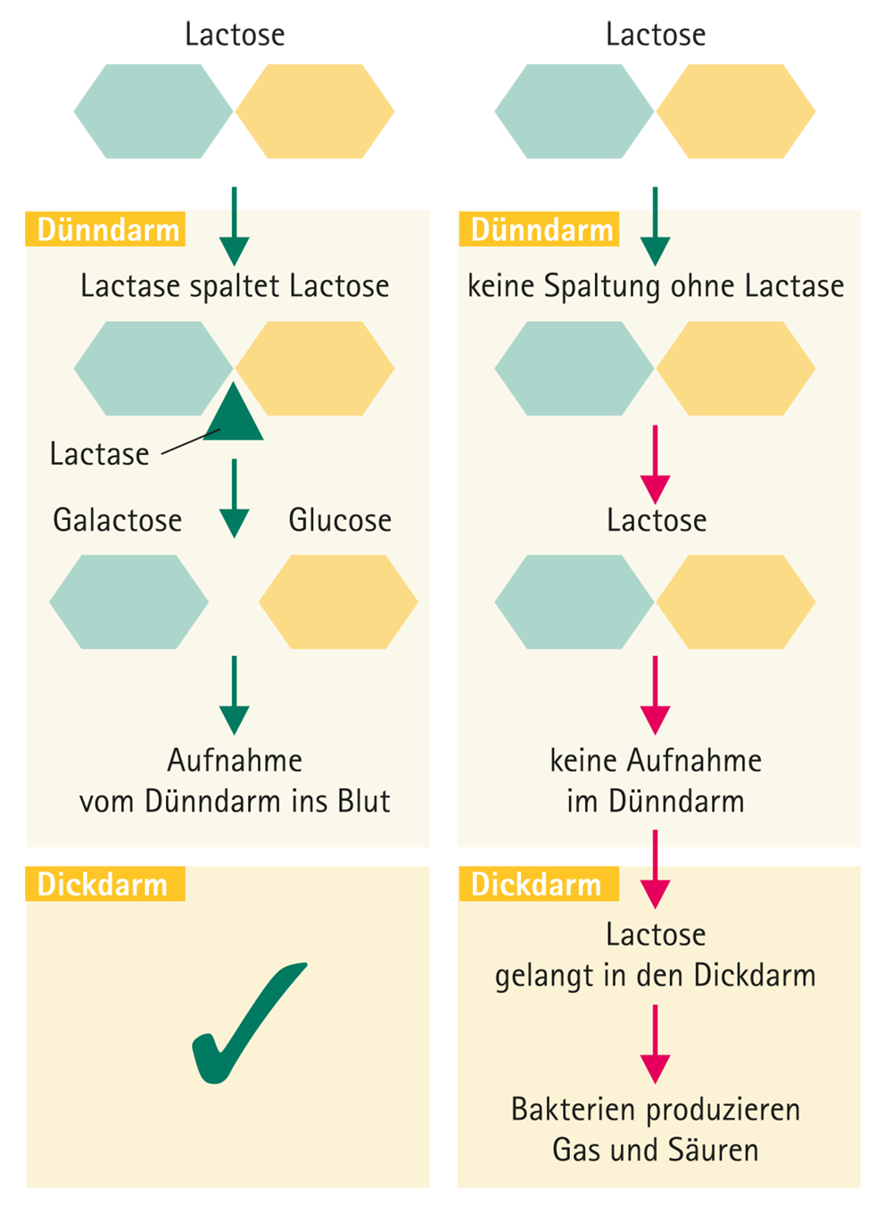 Wirkung Mucomodulat visualisiert Wirkung Mucomodulat